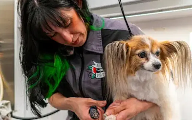 Blissful Pet Pawlor Mobile Grooming in Santa Fe, NM