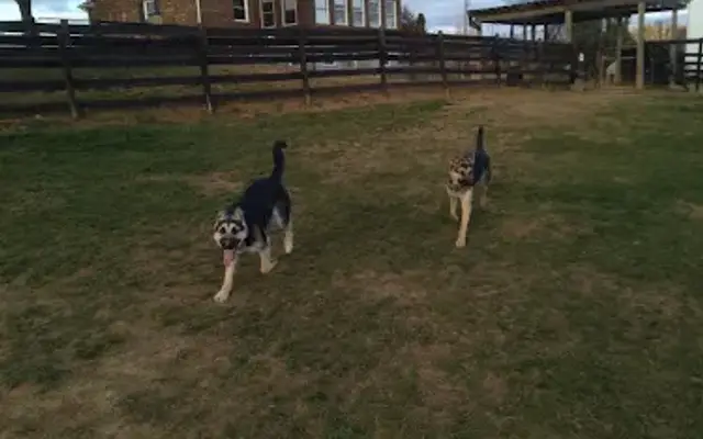 Home Away From Home Dog Boarding in Waynesboro, VA