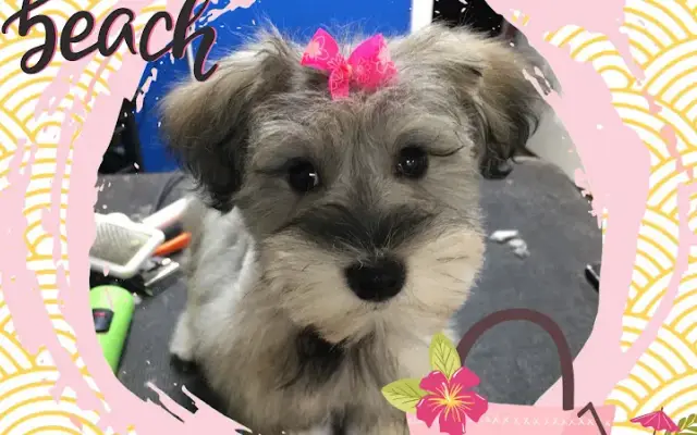 Tina’s Pet Salon & Spa in Indian Harbour Beach, FL