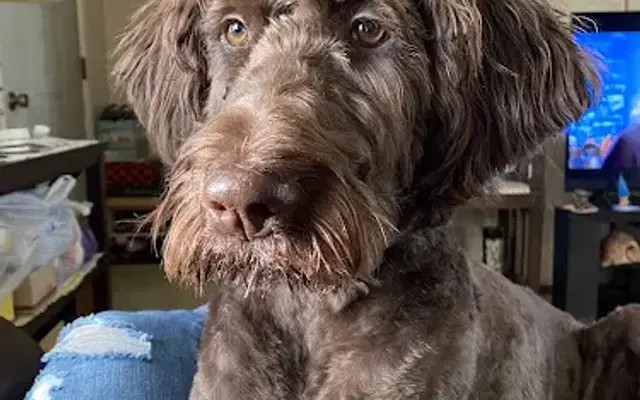 Diamond in the Ruff pet grooming & boutique in Manitou Beach, MI
