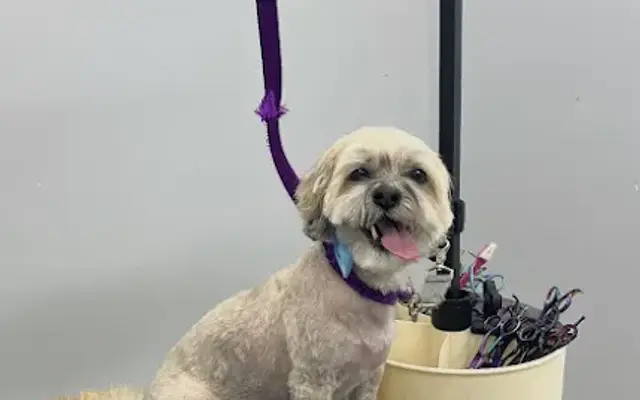 Shagget Pet Grooming in Bayport, NY