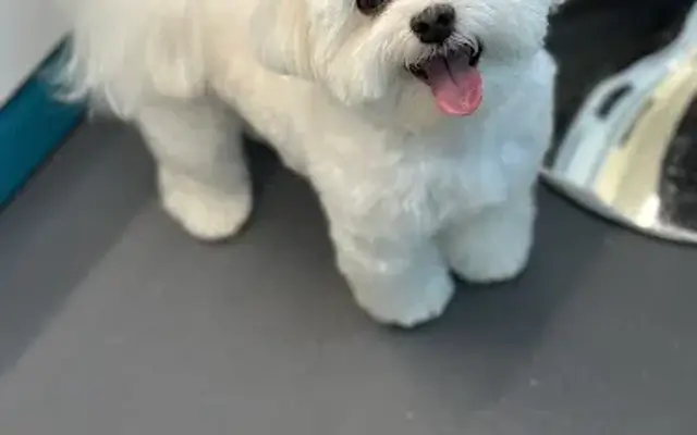 Geovana's Mobile Pet Spa in Layton, UT
