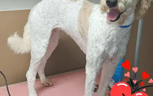 Ashley's spot on dog grooming in Moulton, AL