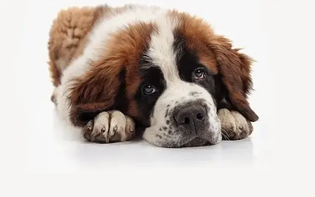 Parkland Veterinary Hospital in Parkland, FL