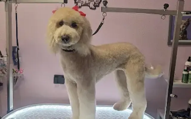 One On One Grooming By Susie in Horizon City, TX