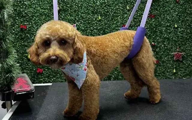 Shelbs’ Dog Spa in Columbus, IN