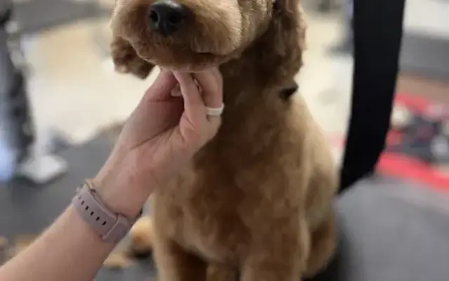 The Pampered Pooch in Covington Township, PA