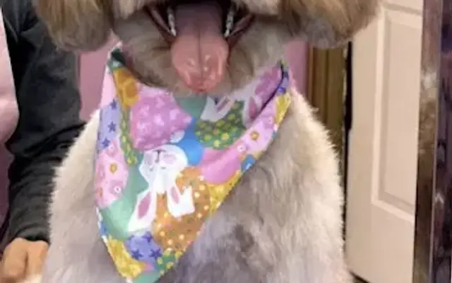 De Luna Grooming in Grand Prairie, TX