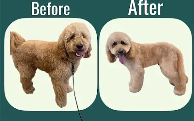 Grooms by Alexie in Belvidere, IL