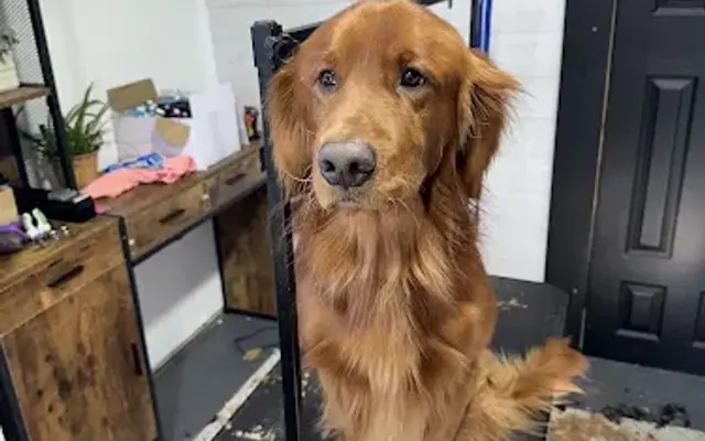 Trigger’s Dog spa in Swansea, SC