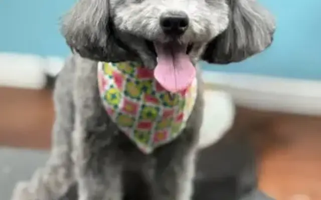 Smoochie Pooch in Chagrin Falls, OH