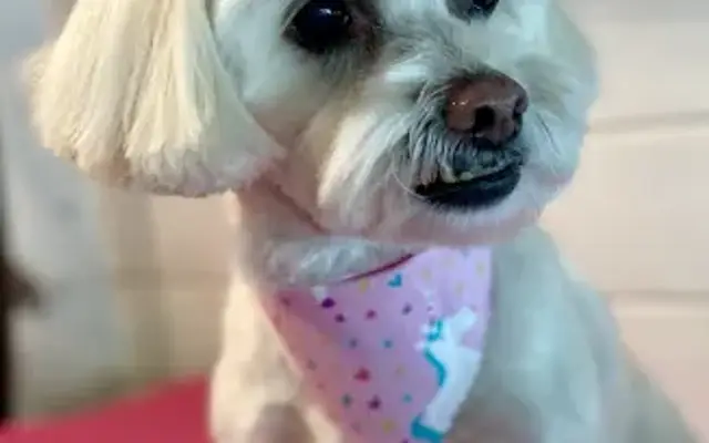 The Pink Pup Mobile Grooming in Charlotte, NC