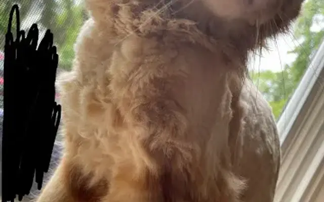 PetSmart Grooming in Oshkosh, WI