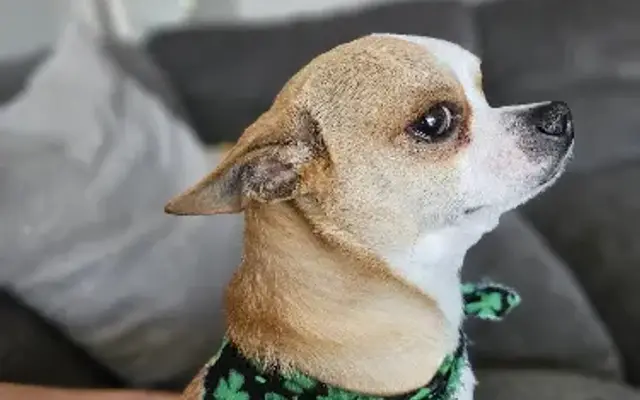 Bark Place in Covina, CA