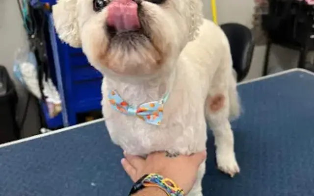 Cherokee’s Pet Styles in Lake Charles, LA