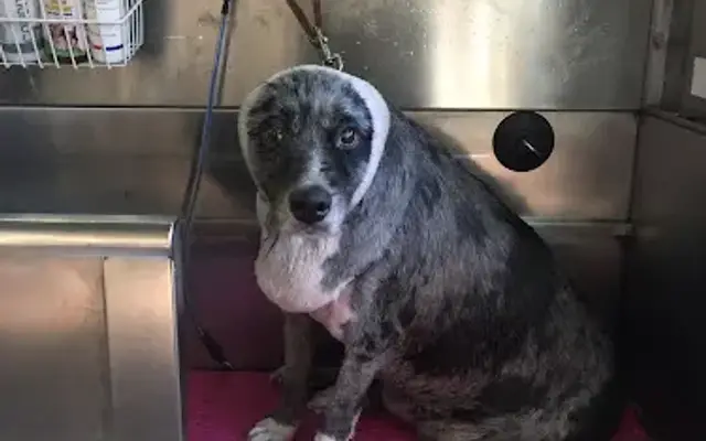 Cinderella Pet Salon in Blue Springs, MO