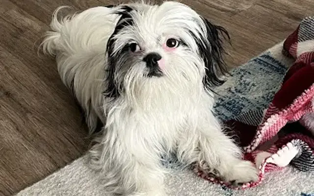 Grooming by Laurie Alysen in Panama City Beach, FL