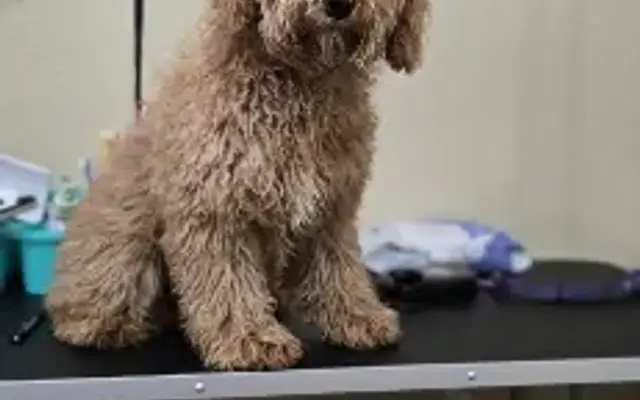 Fermaint Grooming Studio in Houston, TX