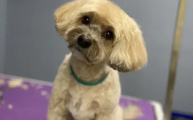 Paws & Peaks Grooming in Hiawassee, GA