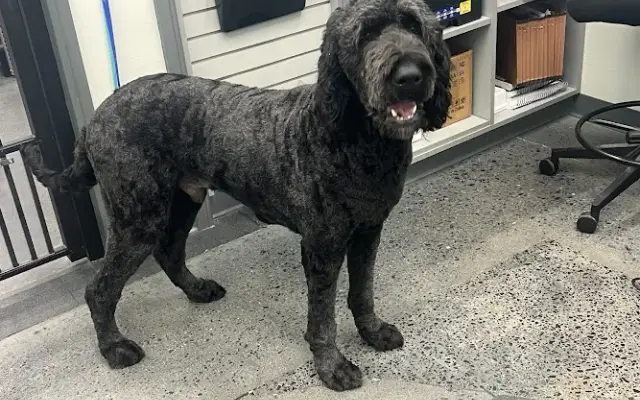 Hugh’s Do’s - Grooming with Tonne in Winston-Salem, NC