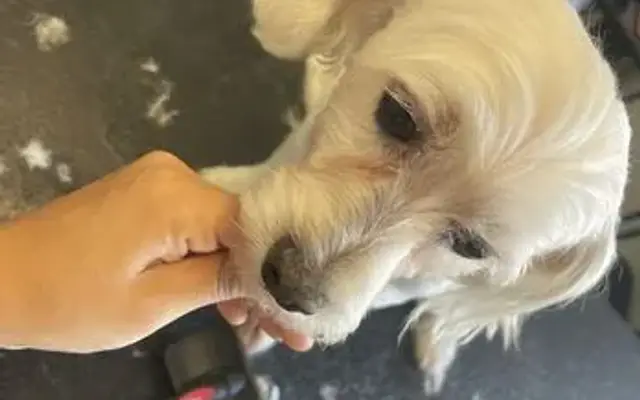 Wag My Tail Pet Grooming School in Sunland, CA