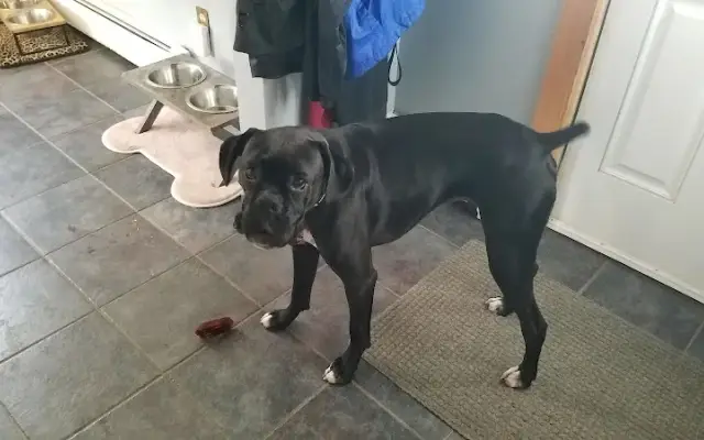 All About Dogs in Raymond, ME
