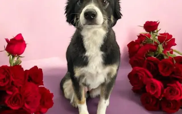 Grooming Gallery in Marietta, GA