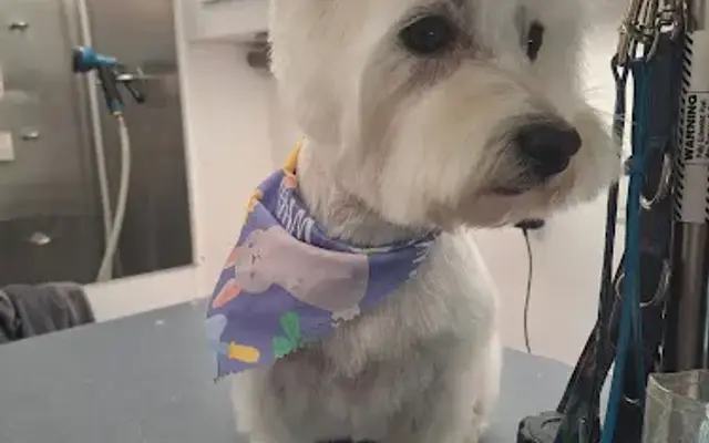 Traveling Tails Mobile Pet Spa in San Antonio, TX