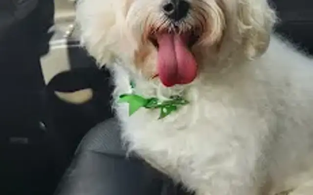 PetSmart Grooming in Spring, TX
