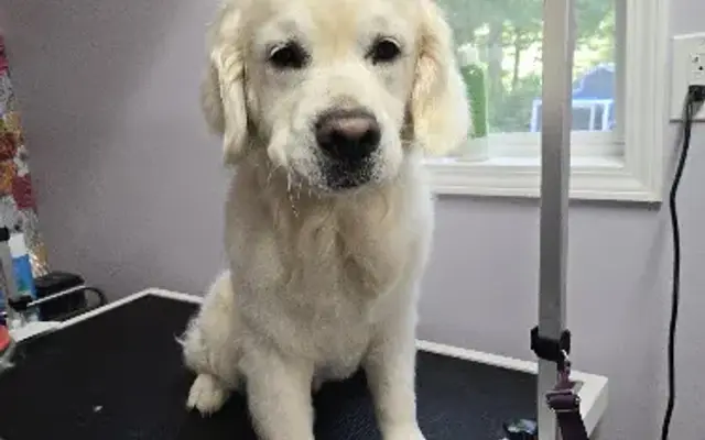 Mel's Doghouse Dog Grooming LLC in Spring Lake, MI