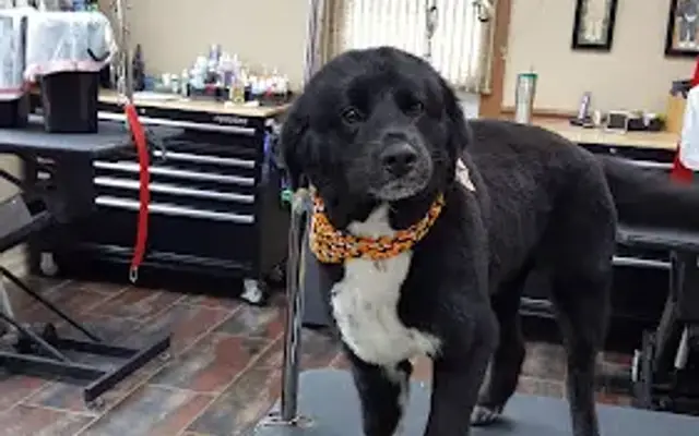 Creekside Grooming in Winchester, VA