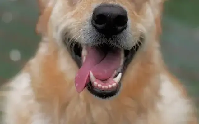 Country Pet Ranch in Bonita Springs, FL