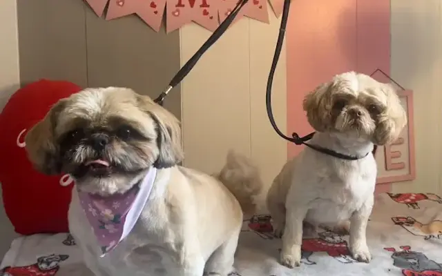 Diesel Dog Grooming in Brockport, NY