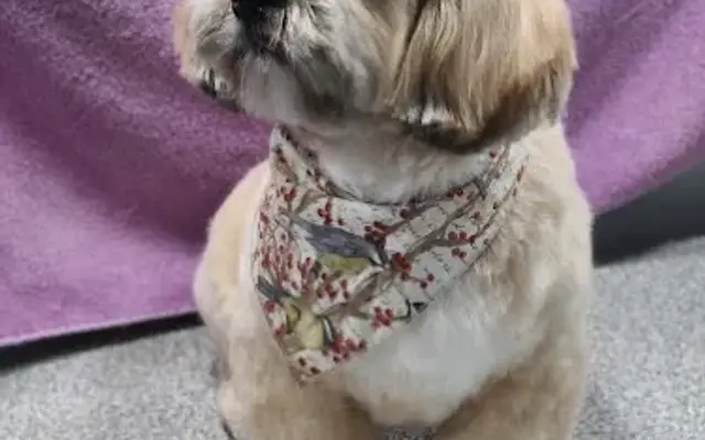 Asgard Mobile Dog Grooming, LLC in Farragut, TN