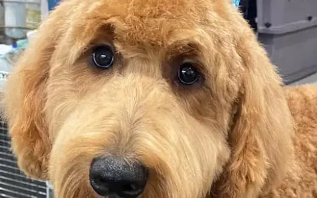 The Dream Team Pet Grooming Co-Op in Spokane Valley, WA