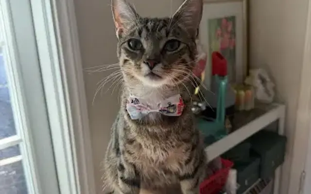 Grooming with Kai in Los Angeles, CA