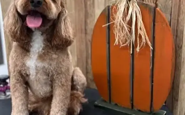 Shear Smiles Grooming in Georgetown, TX