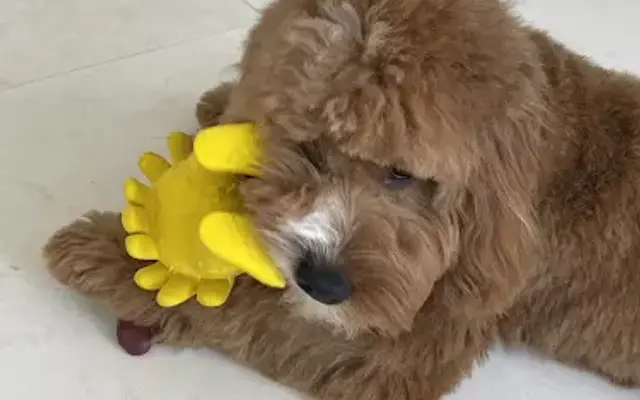 The Puffy Pup in Vernon Hills, IL