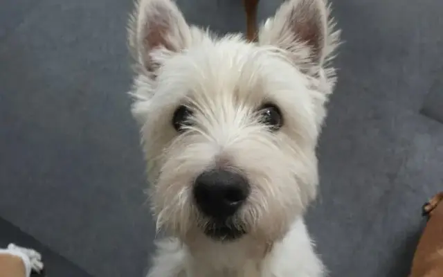 Rover Kennels in Culver City, CA