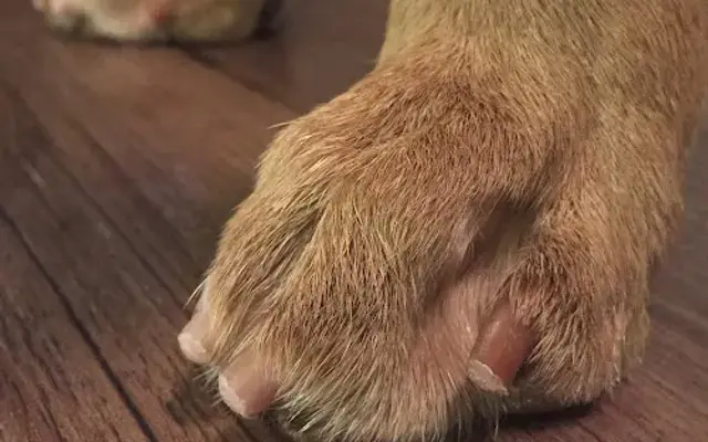 Dog Nail Nerds in Battle Ground, WA