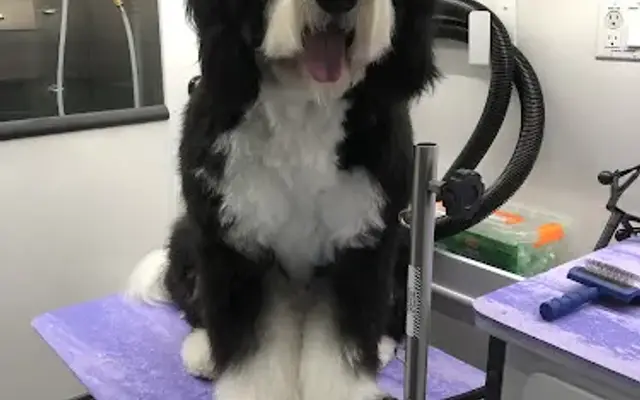 Victory Pup Mobile Grooming in Thousand Oaks, CA