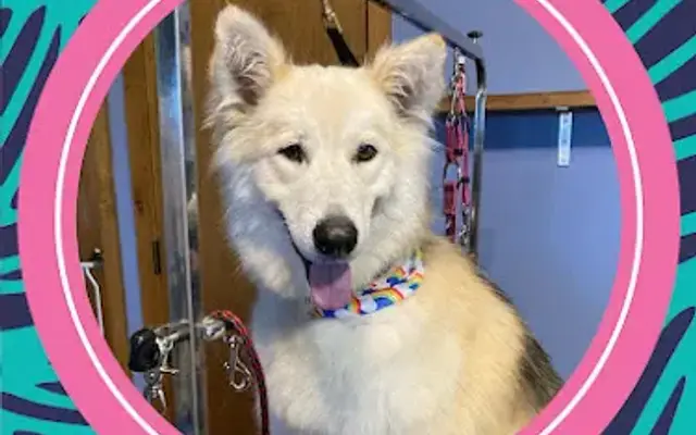 What The Fluff Dog Spa in Jonesboro, AR