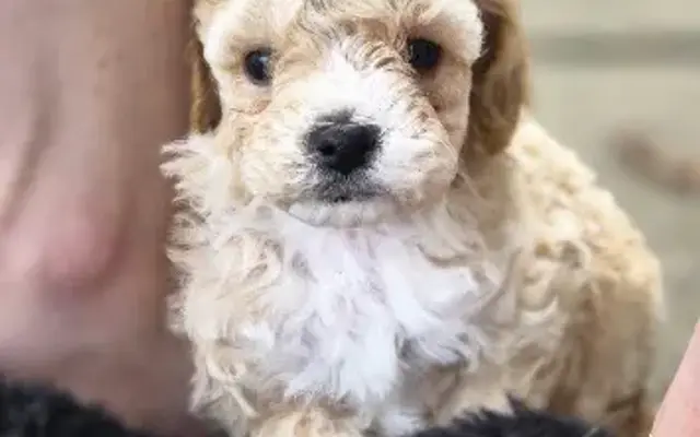 Barb's Precious Pups in Lafayette, IN