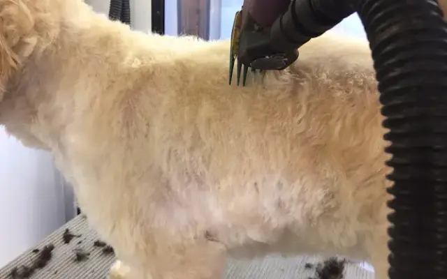 Dog's Best Friend Mobile Pet Grooming in Plumsteadville, PA