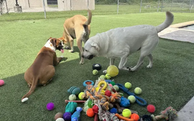 Dog's Day Inn Pet Resort in Kingwood, TX