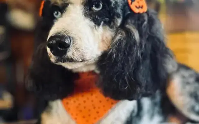 Moriah's Grooming Spa in Carbon, TX