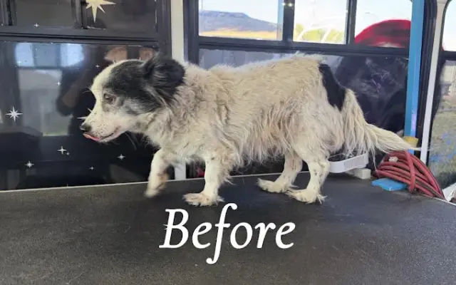 Lupita’s Mobile Pet Grooming Services in Bakersfield, CA
