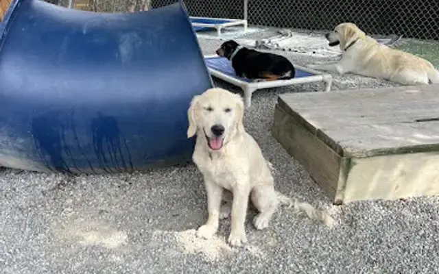 Woofs and Wags Doggy Daycare in Cleves, OH
