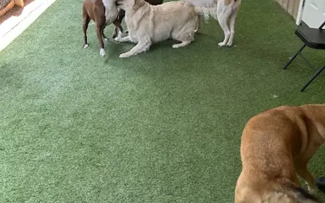 We Heart Dogs in Magnolia, TX