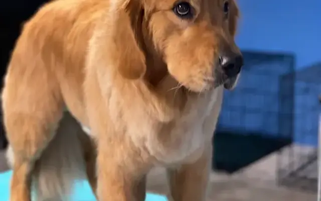 TLC Fear Free Dog Grooming in Austin, TX